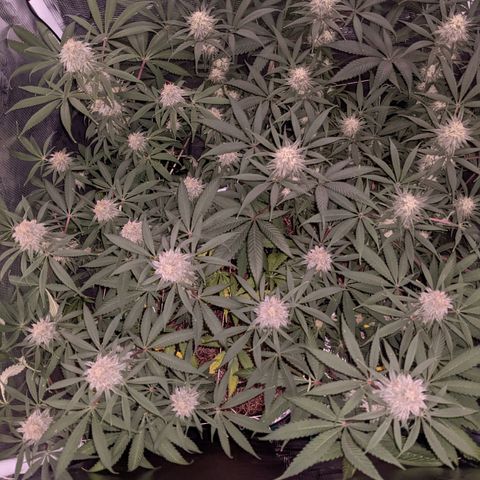 Cousin It growlog timeline photo