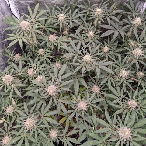 Cousin It growlog timeline photo