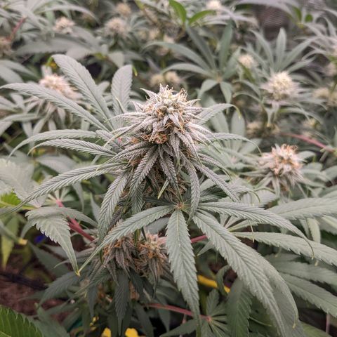 Cousin It growlog timeline photo