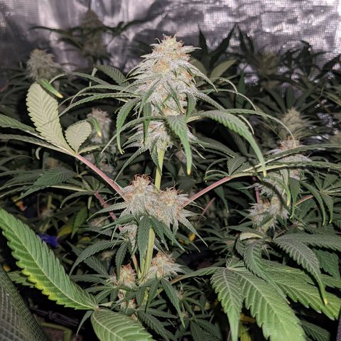 Cousin It growlog timeline photo