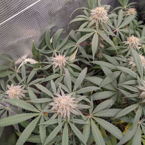 Cousin It growlog timeline photo