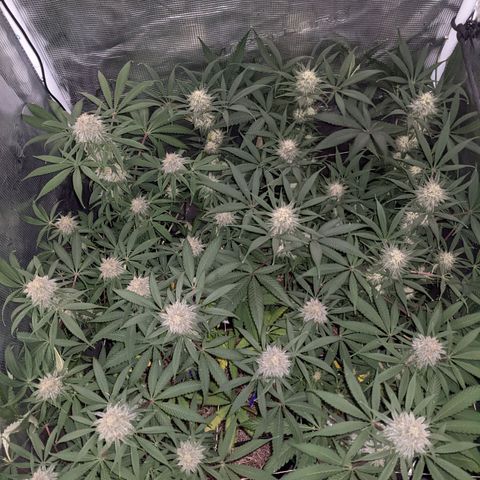 Cousin It growlog timeline photo