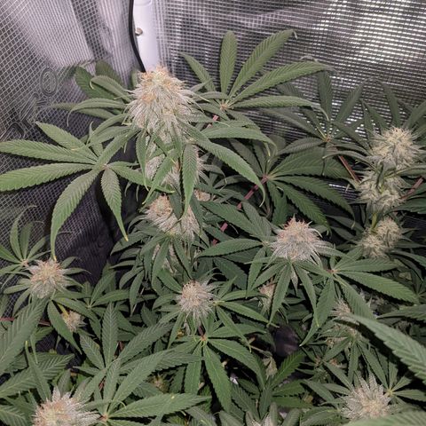 Cousin It growlog timeline photo