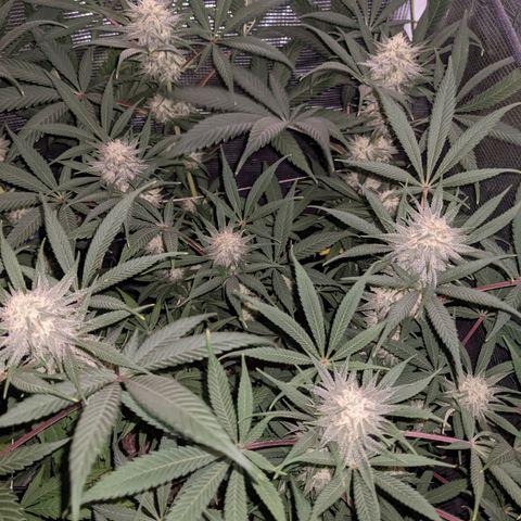 Cousin It growlog timeline photo