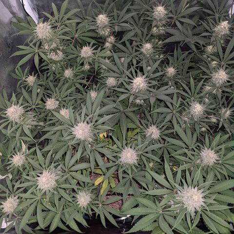 Cousin It growlog timeline photo