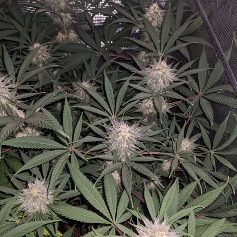 Cousin It growlog timeline photo