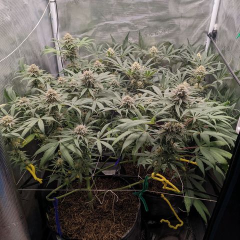 Cousin It growlog timeline photo