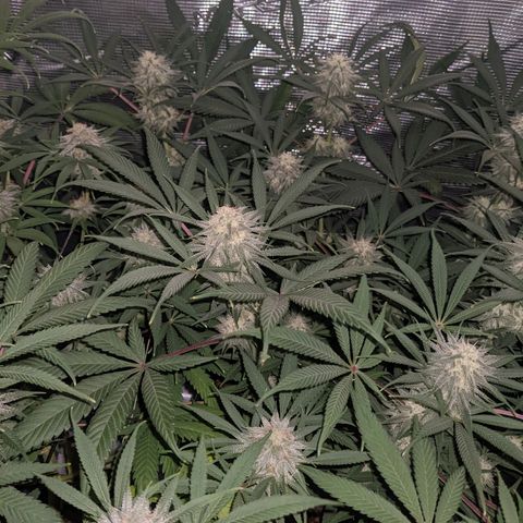 Cousin It growlog timeline photo