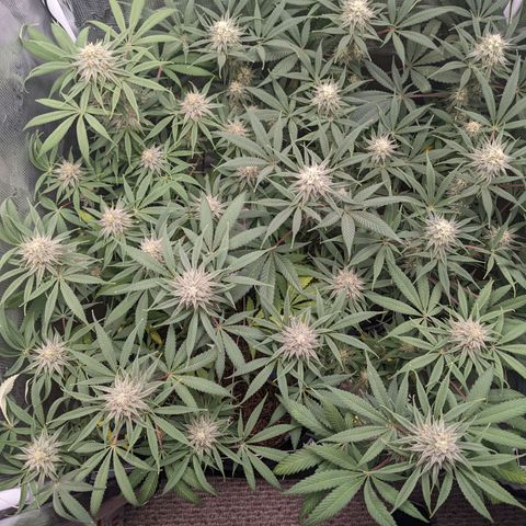 Cousin It growlog timeline photo