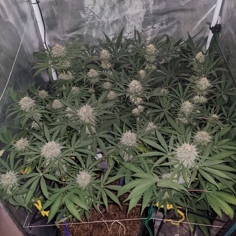 Cousin It growlog timeline photo