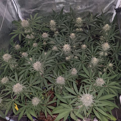 Cousin It growlog timeline photo