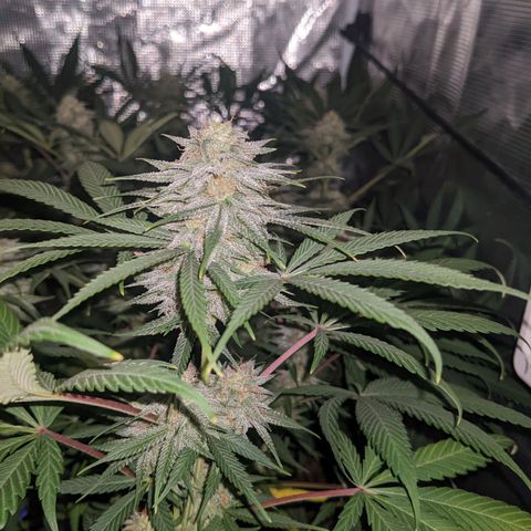 Cousin It growlog timeline photo