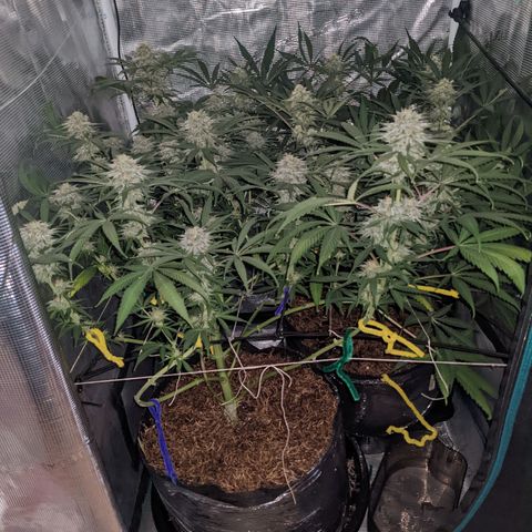 Cousin It growlog timeline photo