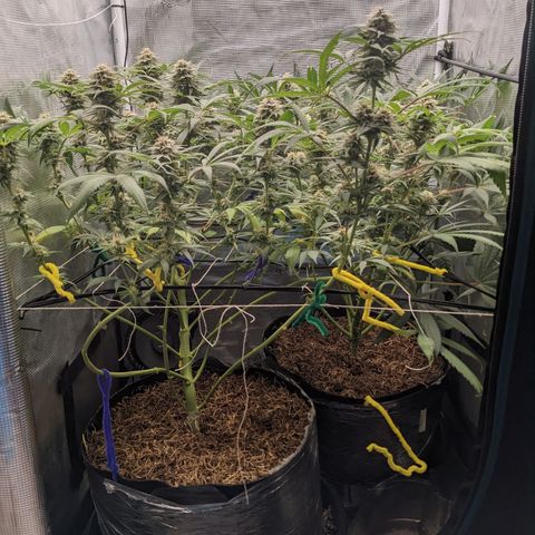 Cousin It growlog timeline photo