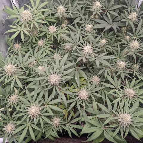 Cousin It growlog timeline photo