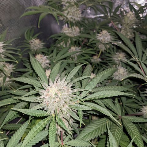 Cousin It growlog timeline photo