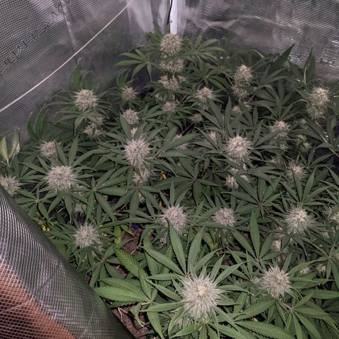 Cousin It growlog timeline photo