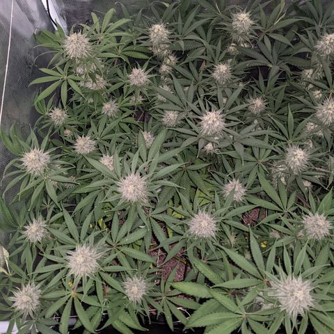 Cousin It growlog timeline photo