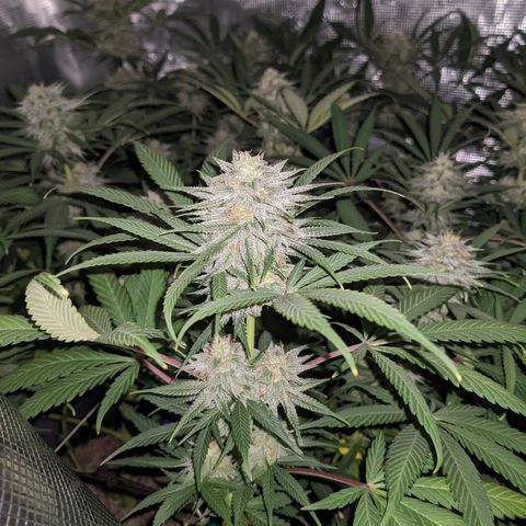 Cousin It growlog timeline photo