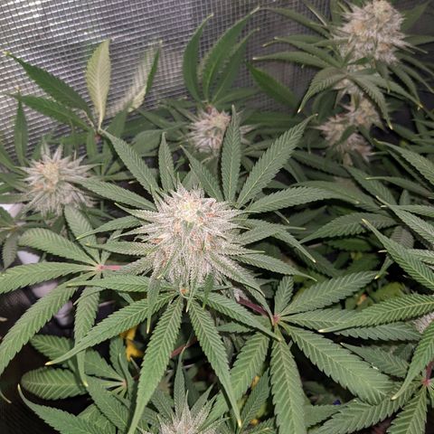 Cousin It growlog timeline photo