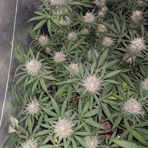 Cousin It growlog timeline photo