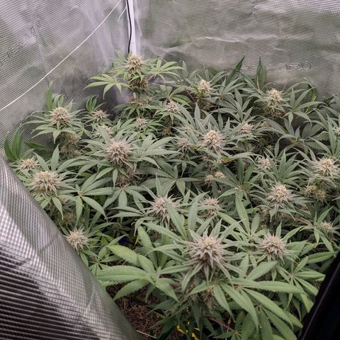Cousin It growlog timeline photo