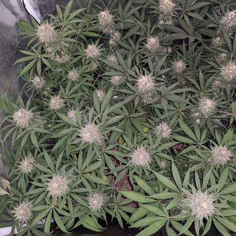 Cousin It growlog timeline photo