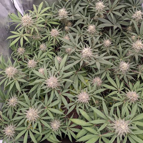 Cousin It growlog timeline photo