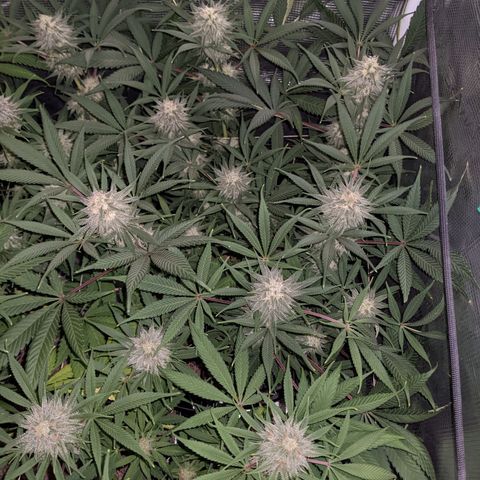 Cousin It growlog timeline photo