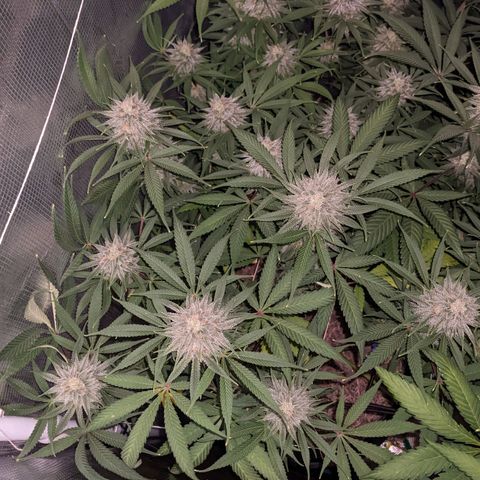 Cousin It growlog timeline photo