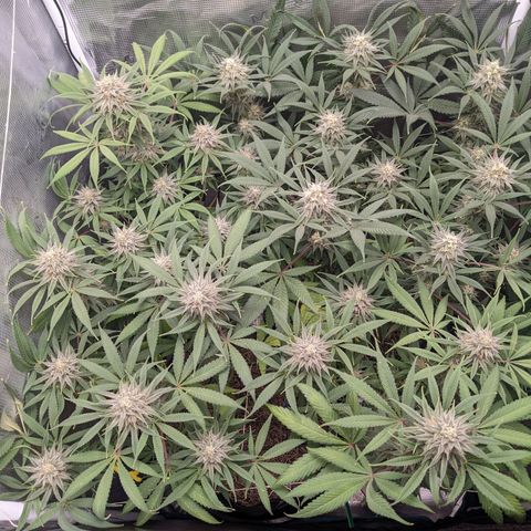 Cousin It growlog timeline photo