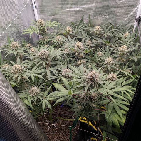 Cousin It growlog timeline photo