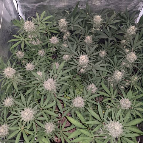 Cousin It growlog timeline photo