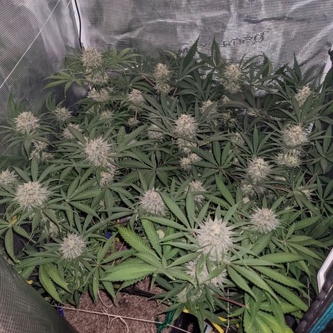 Cousin It growlog timeline photo