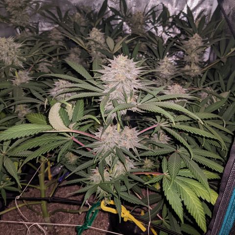 Cousin It growlog timeline photo