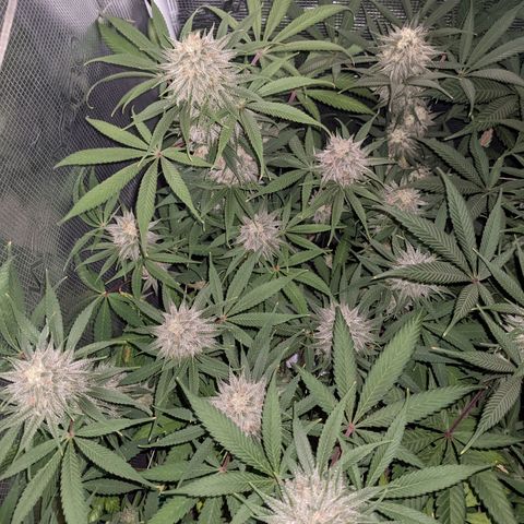 Cousin It growlog timeline photo