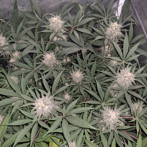 Cousin It growlog timeline photo