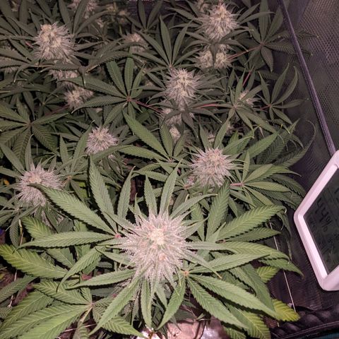 Cousin It growlog timeline photo