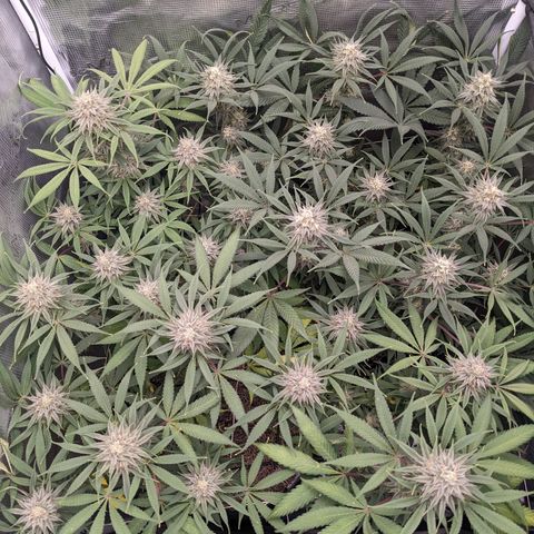 Cousin It growlog timeline photo