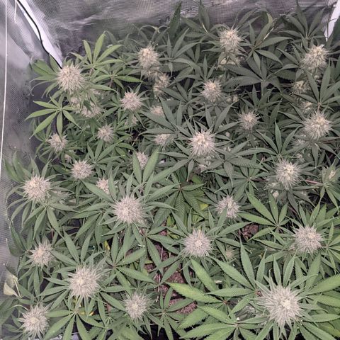 Cousin It growlog timeline photo