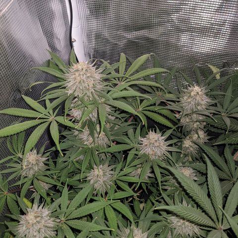 Cousin It growlog timeline photo