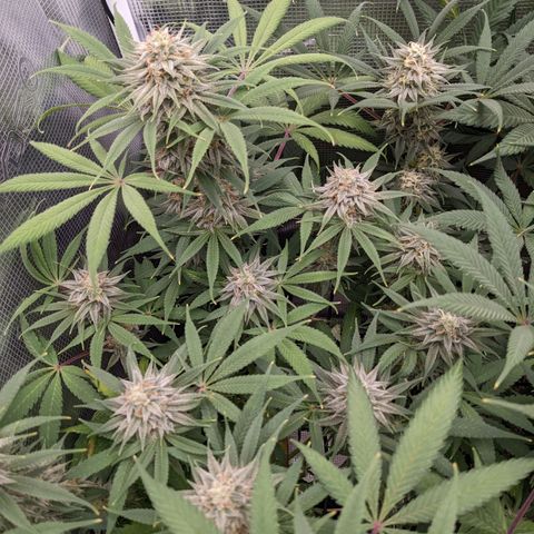 Cousin It growlog timeline photo