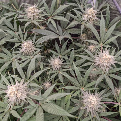 Cousin It growlog timeline photo