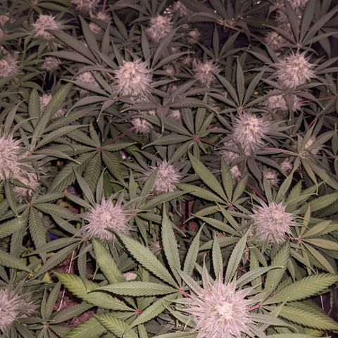 Cousin It growlog timeline photo