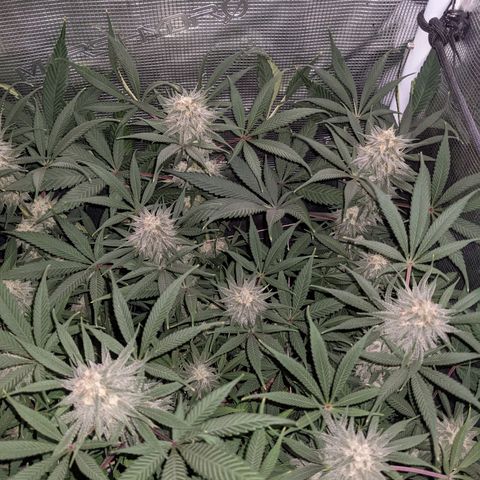 Cousin It growlog timeline photo