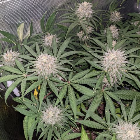 Cousin It growlog timeline photo