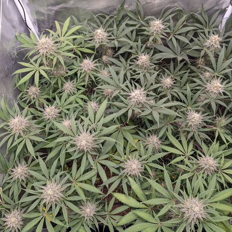 Cousin It growlog timeline photo