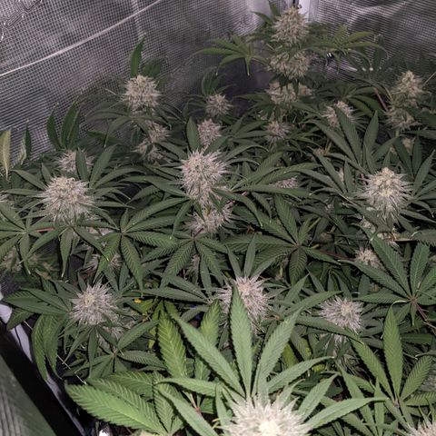 Cousin It growlog timeline photo