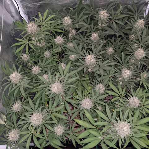 Cousin It growlog timeline photo