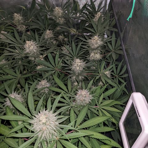 Cousin It growlog timeline photo